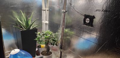 Plant incubator
